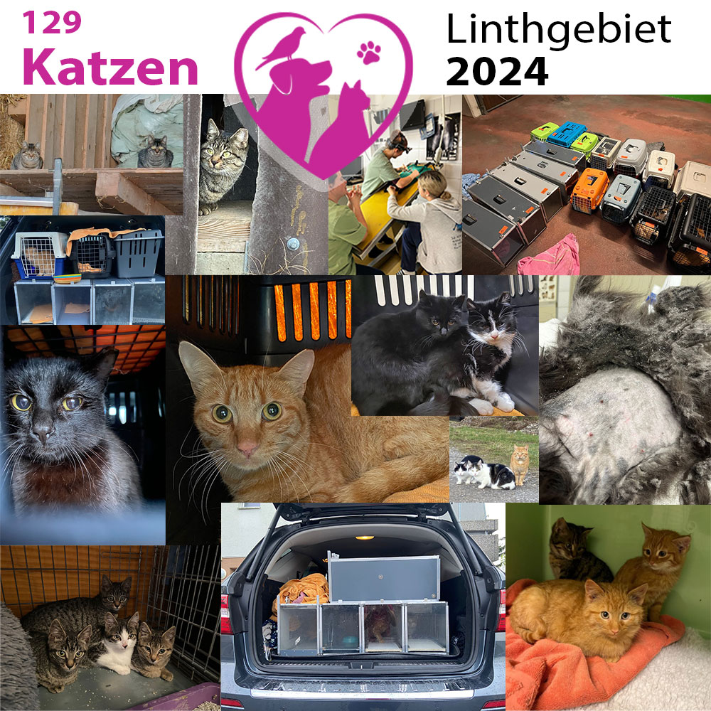 Tierschutz Linthgebiet - Katzen Kastrationen 2024