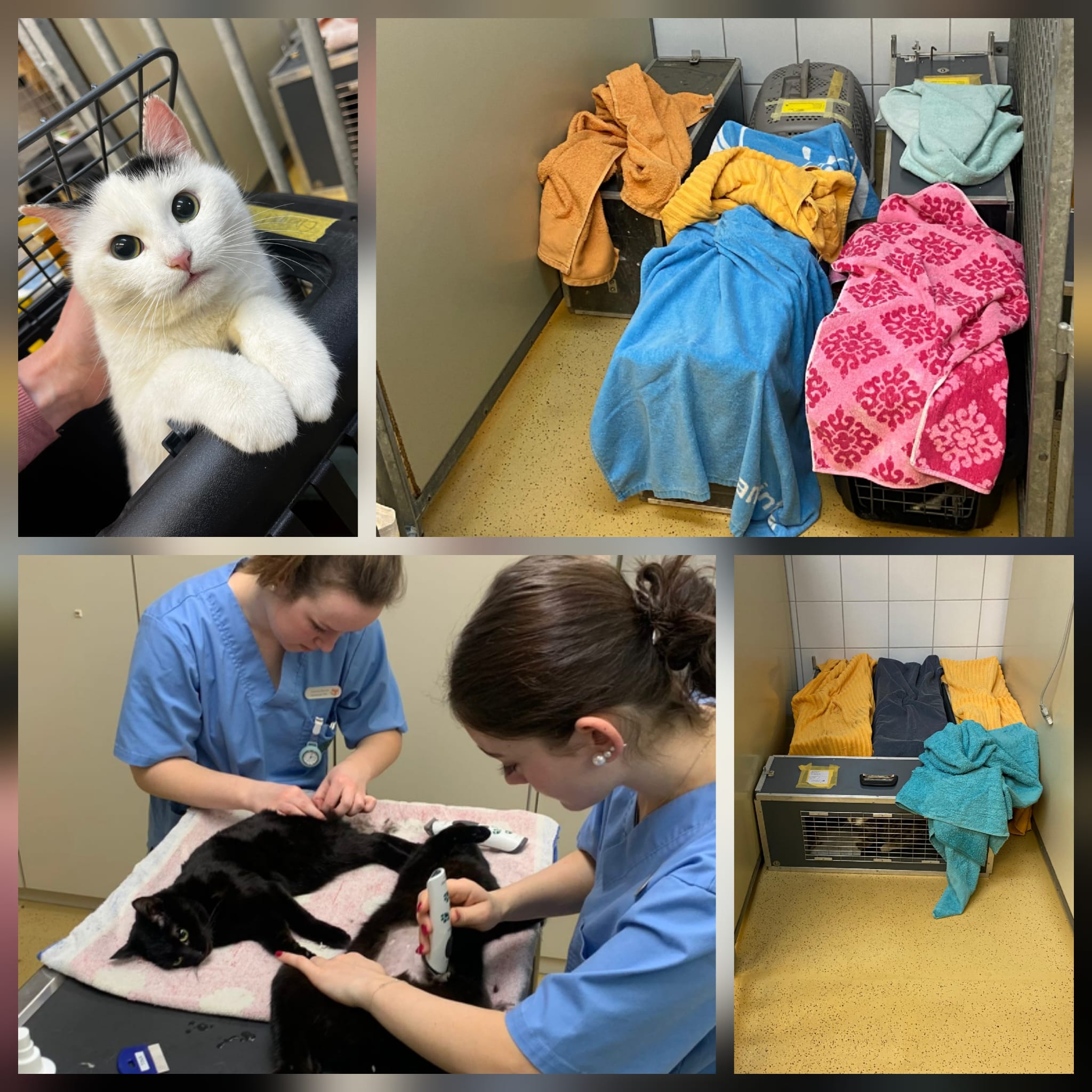 Katzen Kastration Linthgebiet