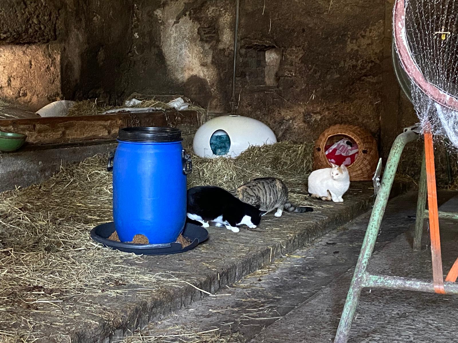 Futterstellen wilde Katzen