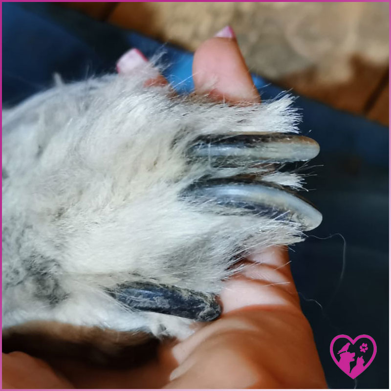 Hundepfote lange Krallen