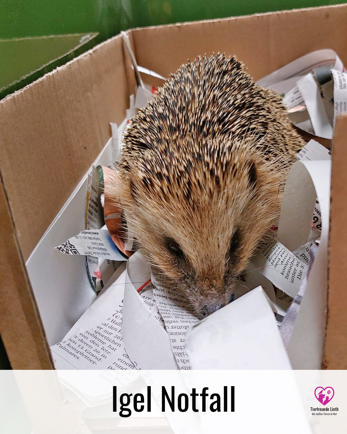 Igel gefunden