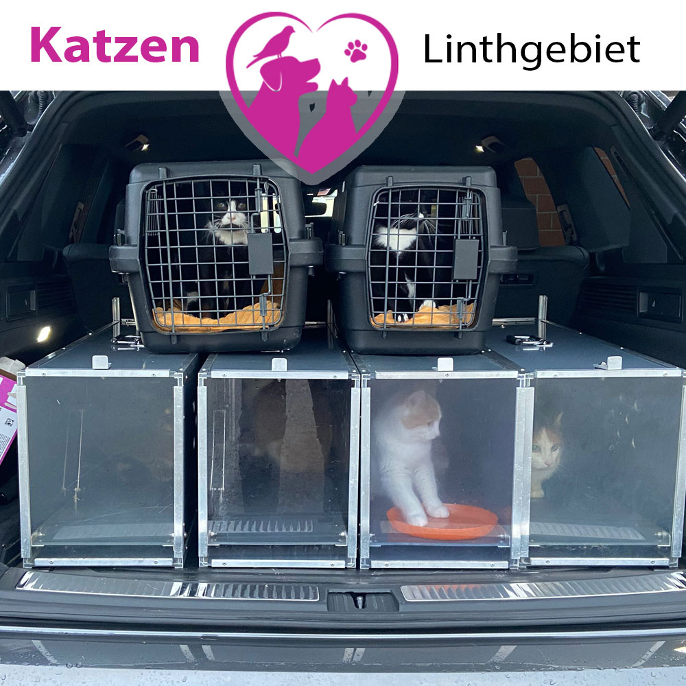 Tierschutz Linthgebiet - Katzen Kastrationen 2025