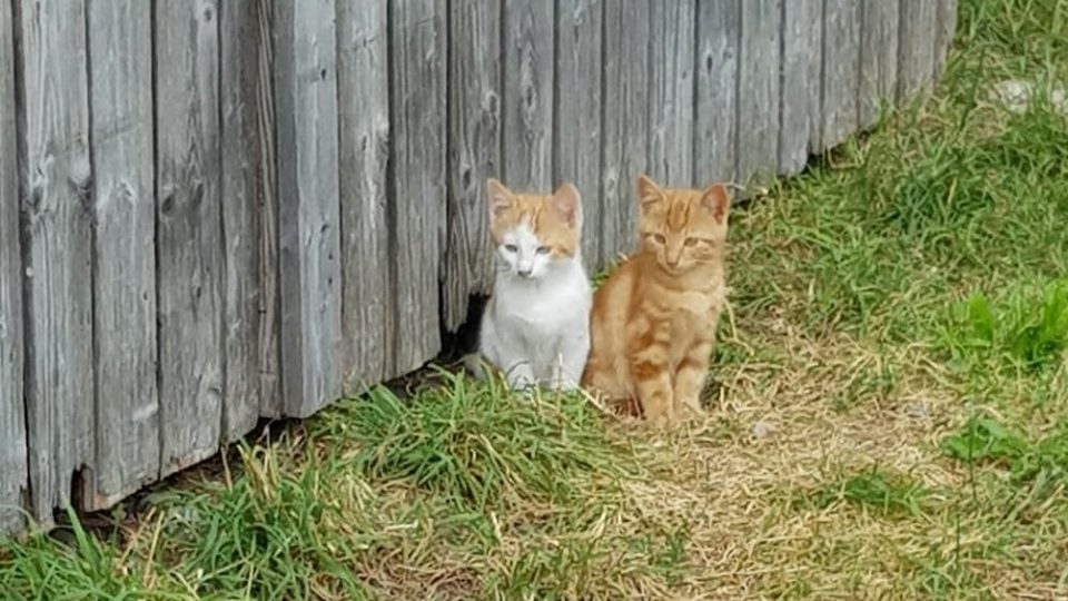 Katzen im Linthgebiet