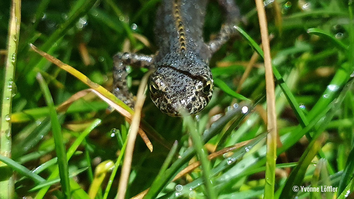 Molch - Amphibien Wanderung