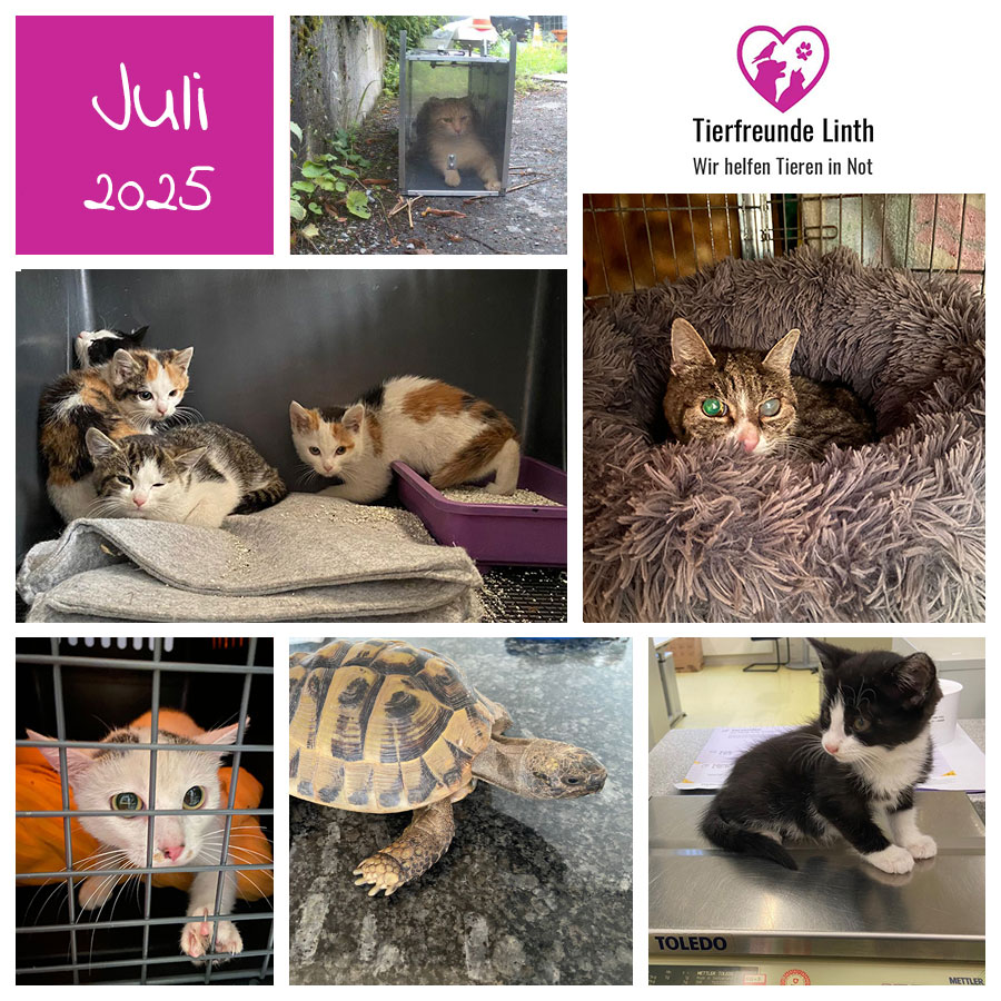 Monatsrückblick Tierschutz