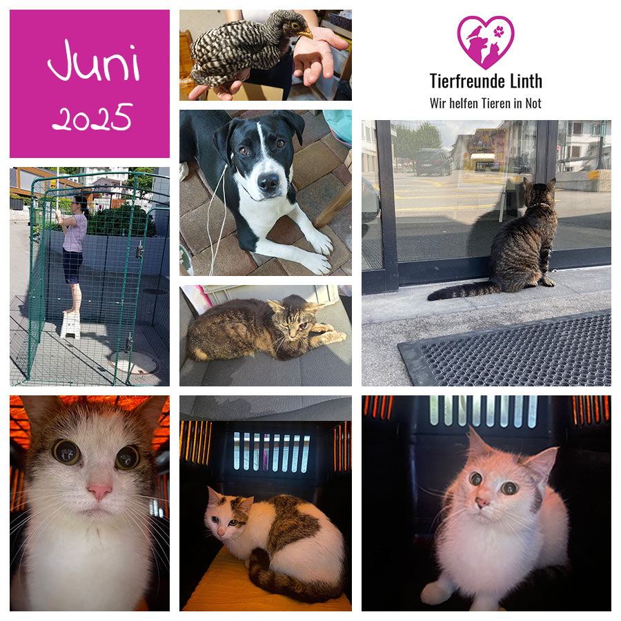 Monatsrückblick Tierschutz