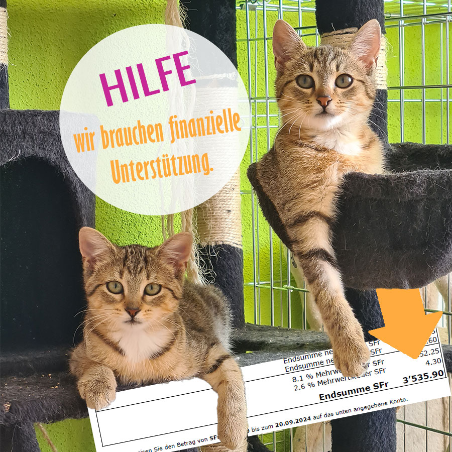 Spenden Tierschutz Linth