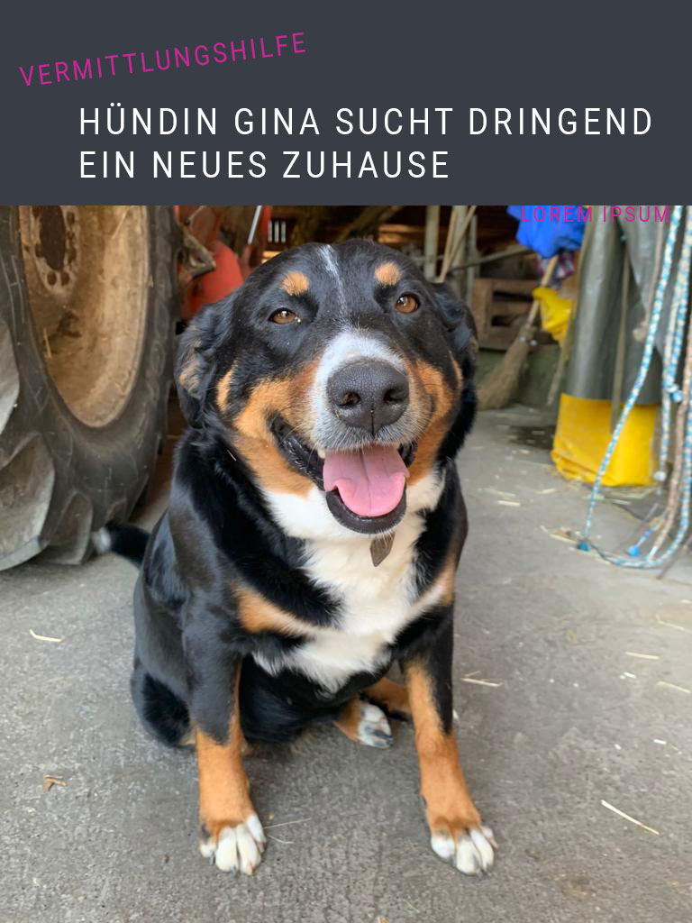 Appenzeller Mischling sucht neues Zuhause
