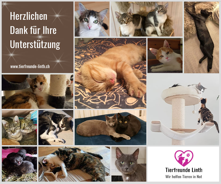 Tierschutz Linthgebiet 2019