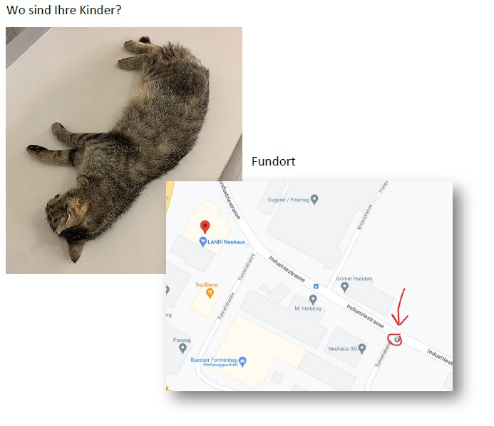 getötete Mutterkatze