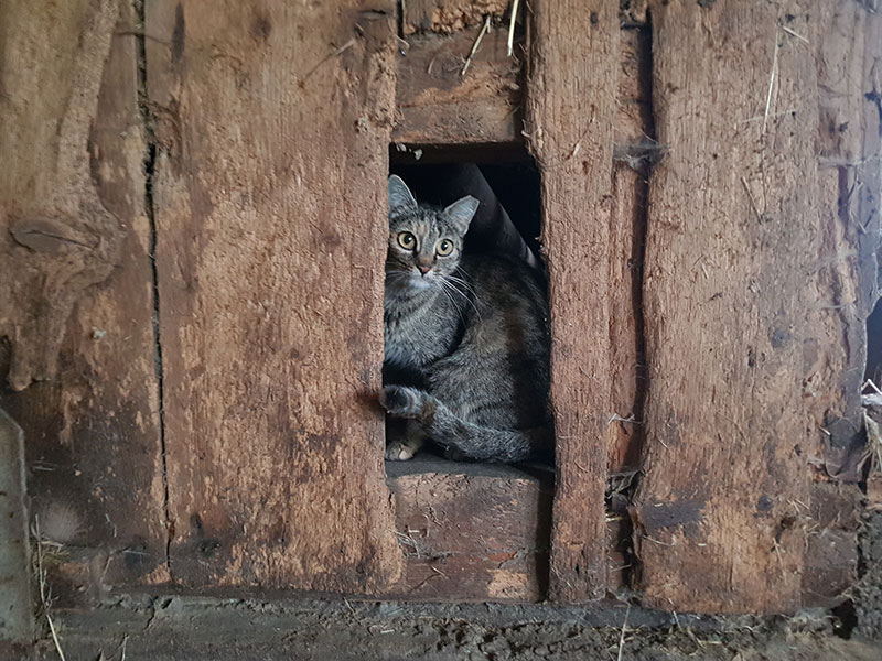 Futterspende Fressnapf