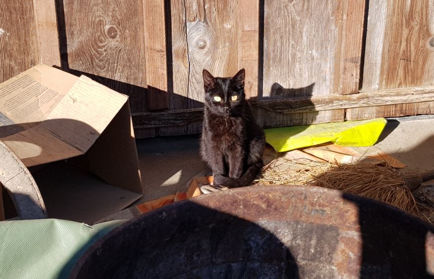 Katzen kastrationen Bauernhof