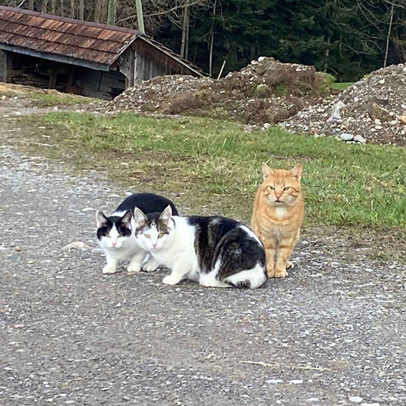 Bauernhof Katzen Linthgebiet