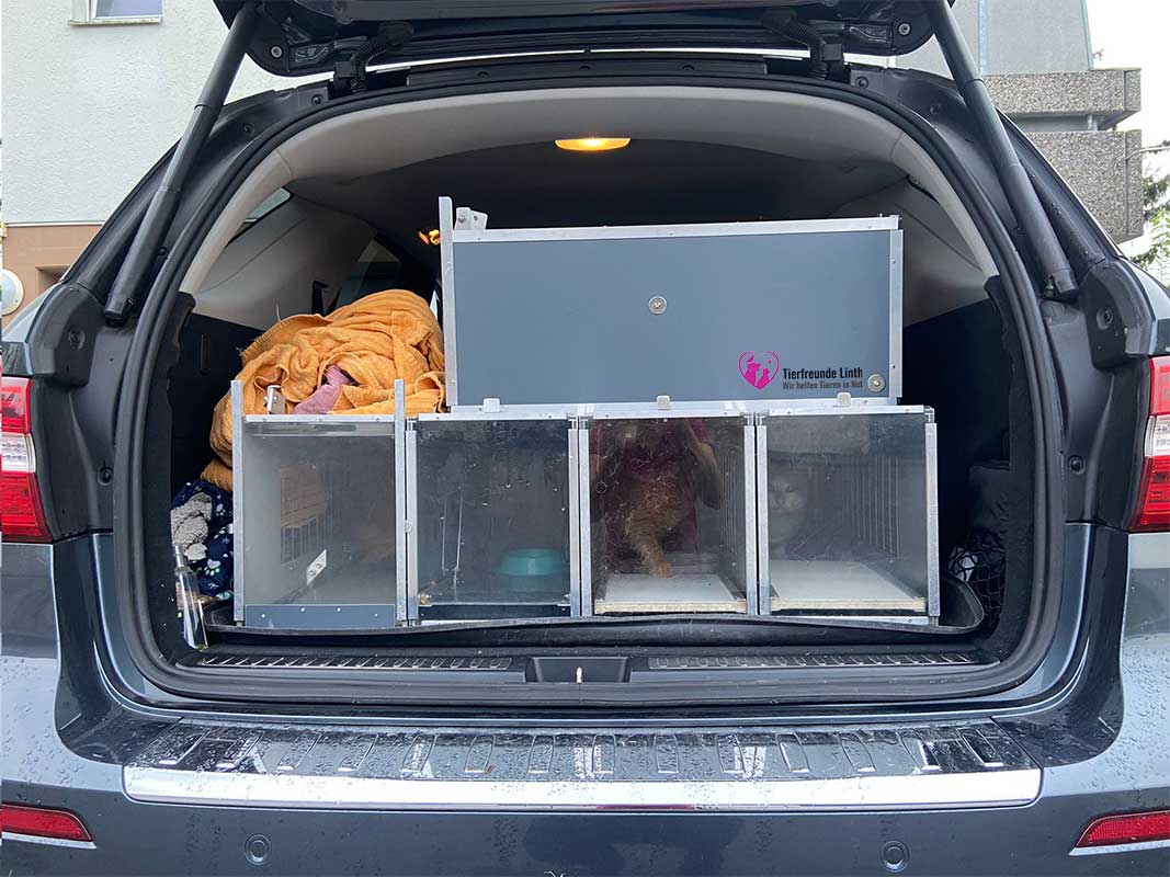 Katzentransport zum Tierarzt