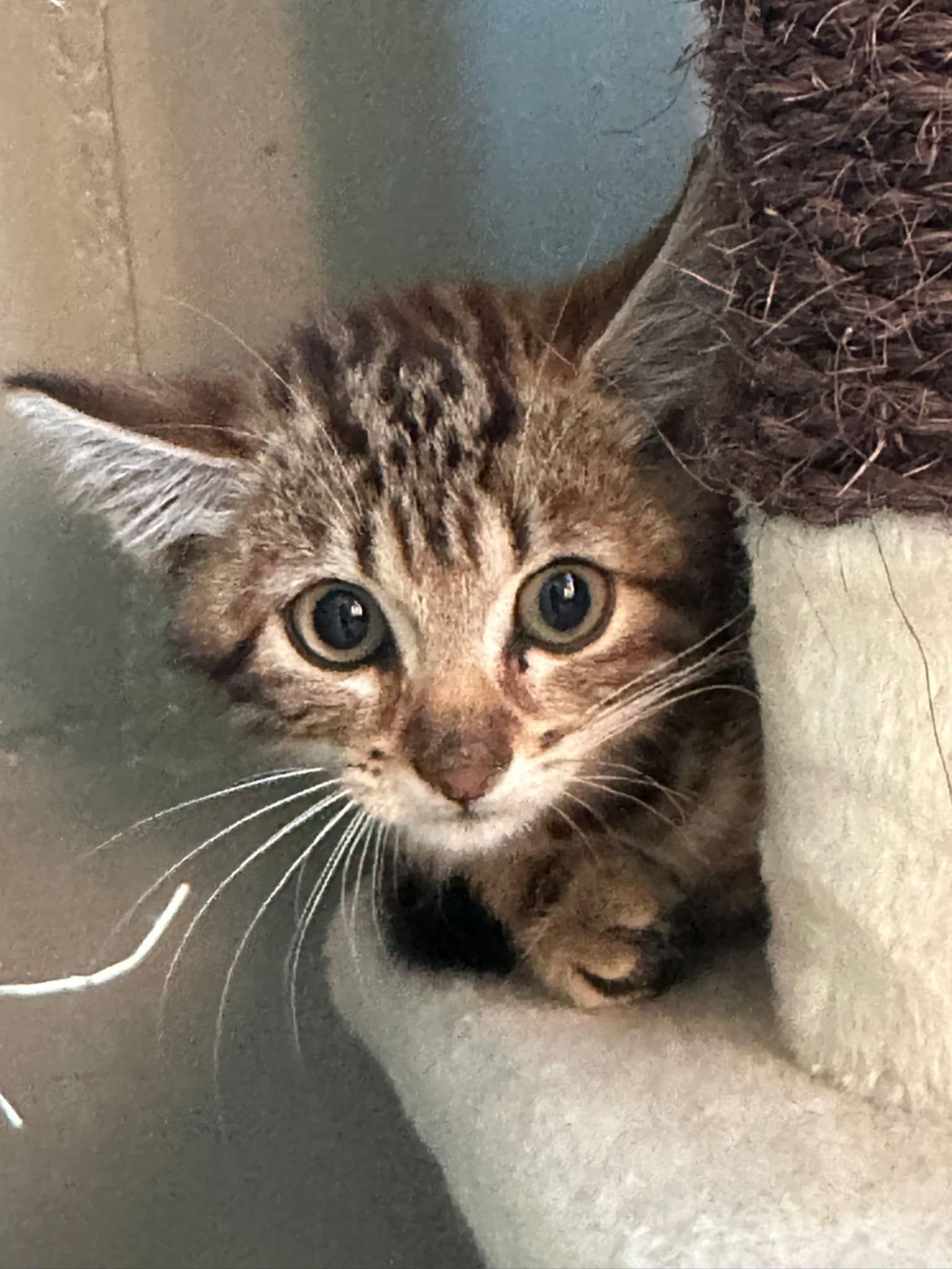 Monatsrückblick Tierschutz