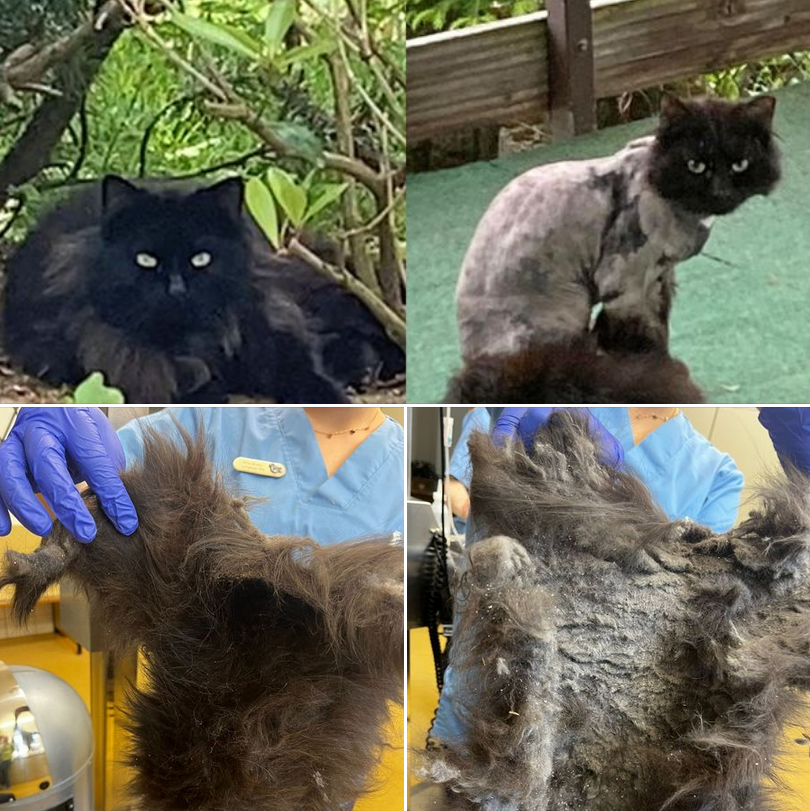 Katze mit langen Haaren