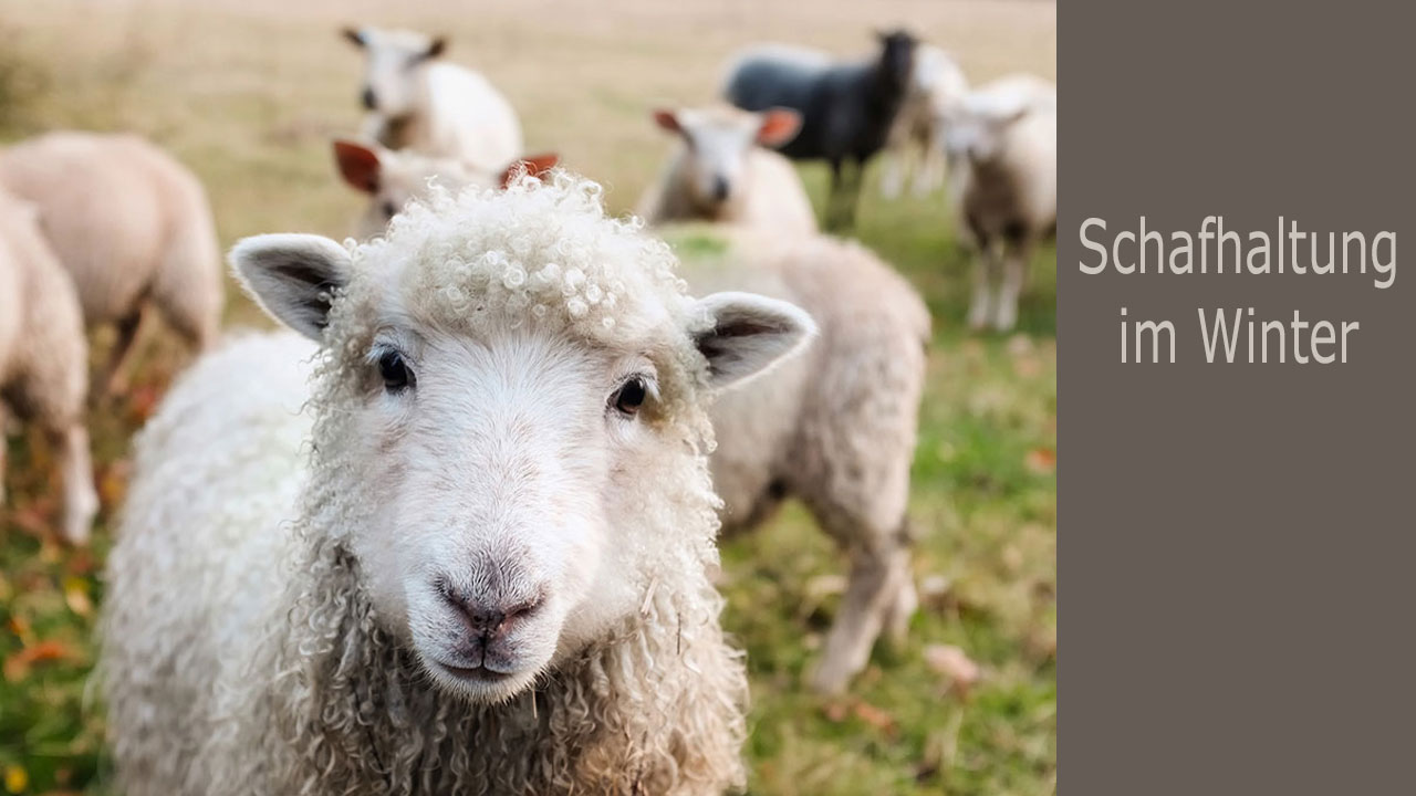 Witterungsschutz Schafe